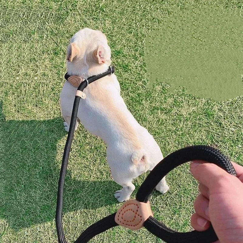 Adjustable Dog Collar & Leash Set | Lightweight Nylon Walking Set for Dogs & Cats