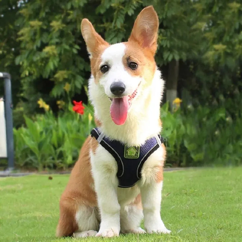 Reflective No-Pull Dog & Cat Harness with Leash Set | Breathable Adjustable Pet Vest