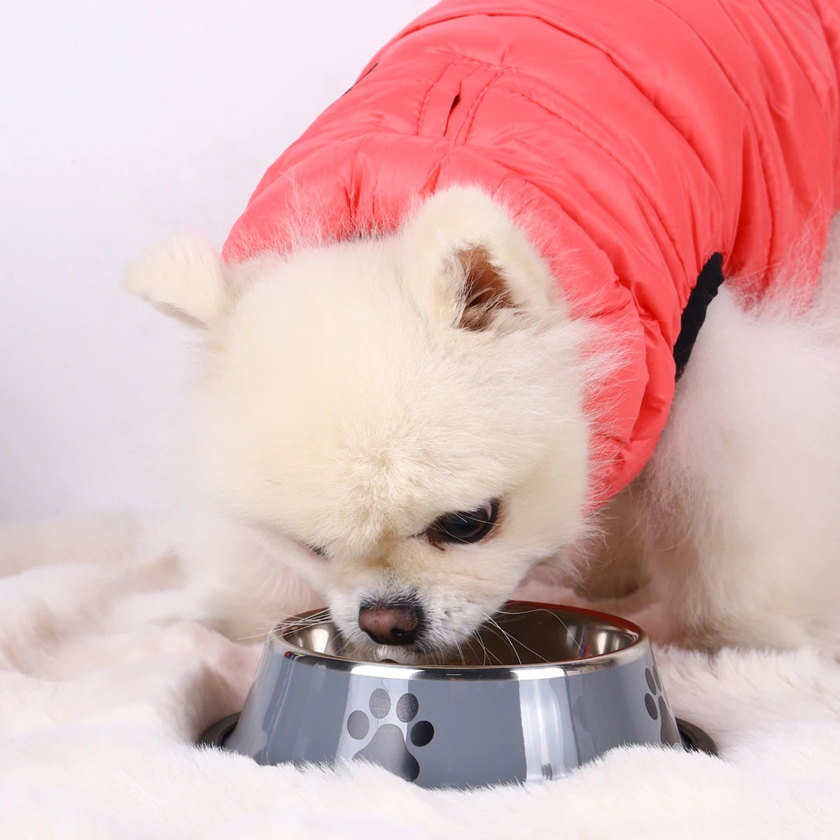 Stainless Steel Dog Bowl with Non-Slip Silicone Mat